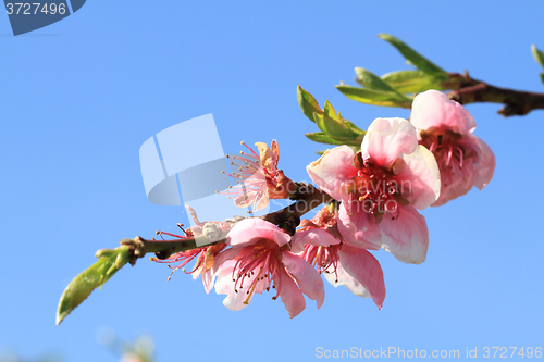 Image of detail of peach flower
