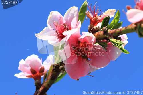 Image of detail of peach flower