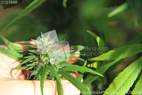 Image of cannabis plant (marijuana)