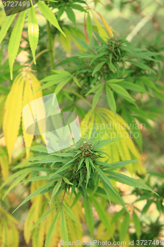 Image of cannabis plant (marijuana)