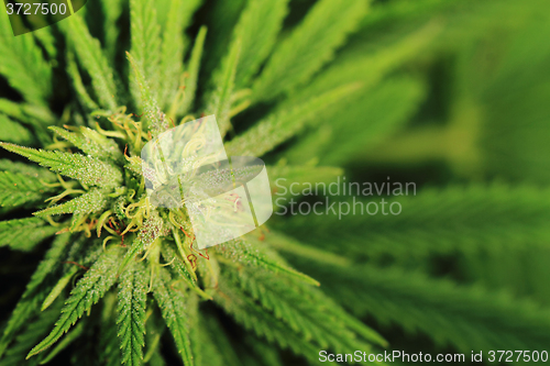 Image of cannabis plant (marijuana)