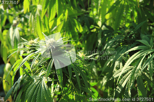 Image of cannabis plant (marijuana)