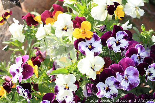 Image of pansy flowers background