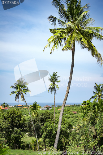 Image of palm trees