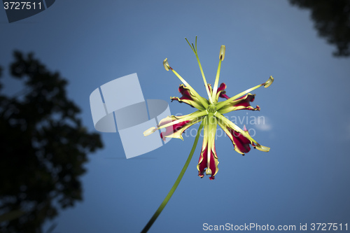 Image of nice flower