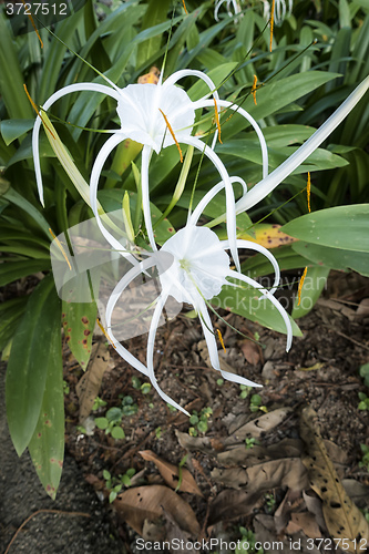 Image of Hymenocallis littoralis