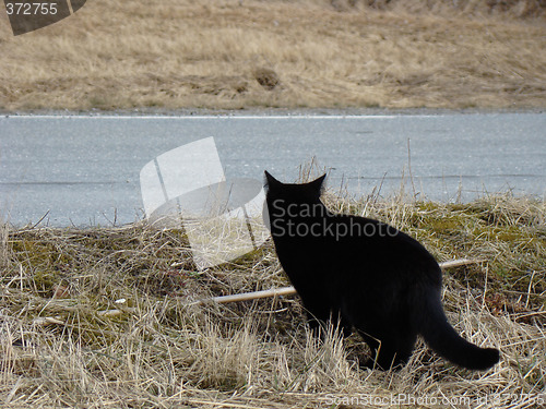 Image of Black cat crossing