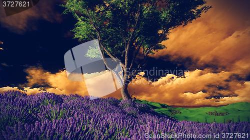 Image of Lavender fields with  solitary tree