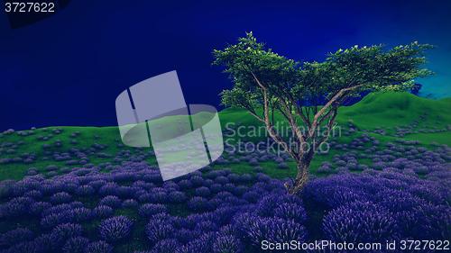 Image of Lavender fields with  solitary tree