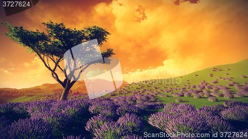 Image of Lavender fields with  solitary tree