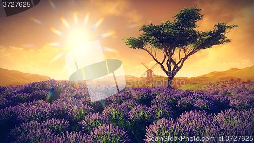 Image of Lavender fields with  solitary tree