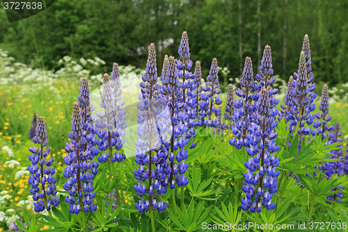 Image of Flowers of Purple Lupins