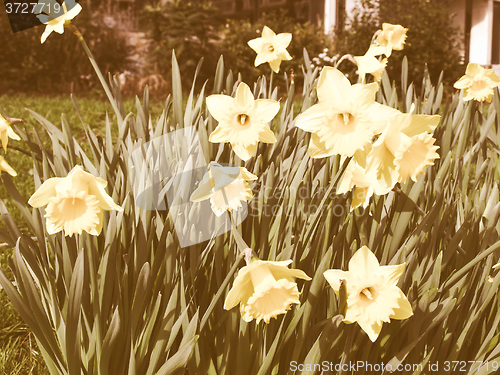 Image of Retro looking Daffodils