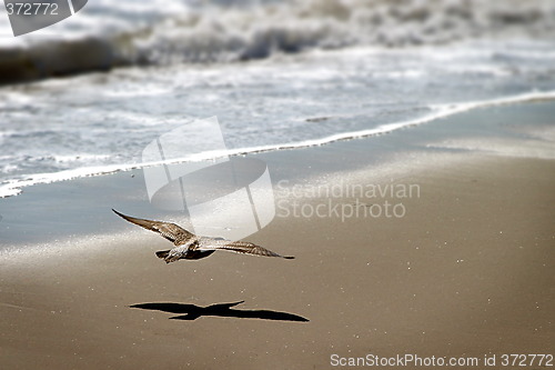 Image of Coming In For Landing