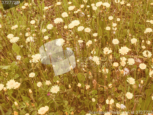 Image of Retro looking Flowers