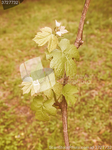 Image of Retro looking Vitis plant