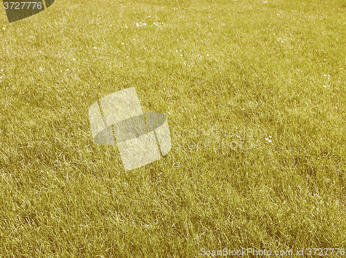 Image of Retro looking Grass meadow