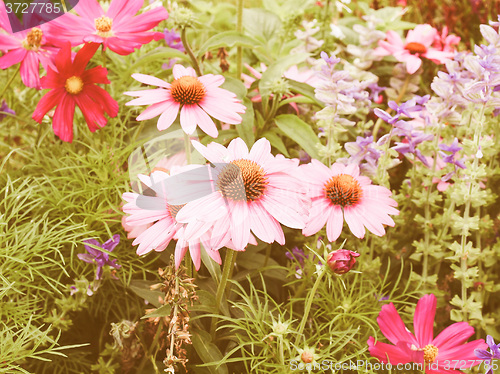 Image of Retro looking Daisy flower