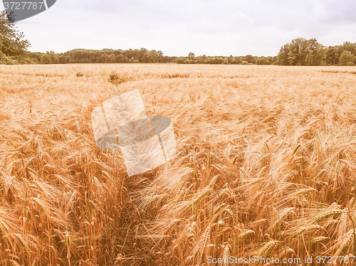 Image of Retro looking Barleycorn field