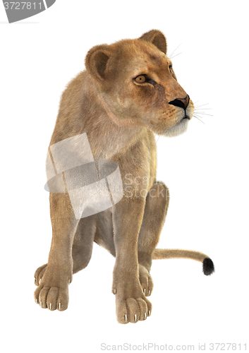 Image of Female Lion on White