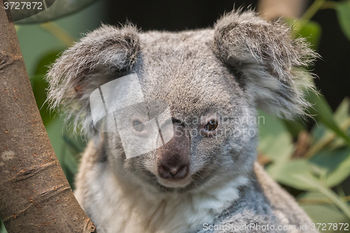 Image of Close-up of a koala bear