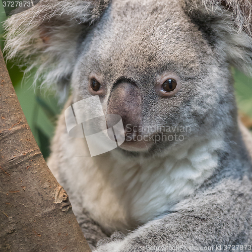 Image of Close-up of a koala bear