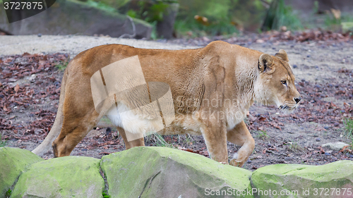 Image of Lion on alert