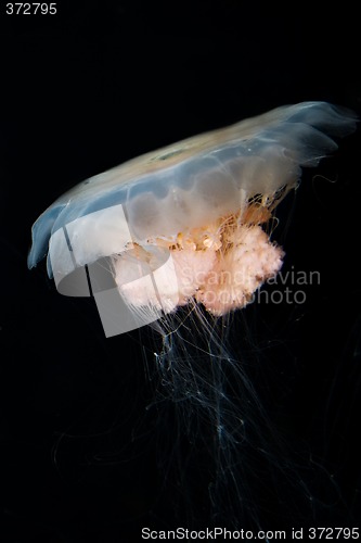 Image of jellyfish