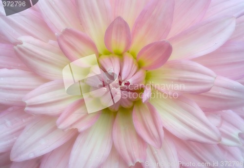 Image of soft crysanthemum