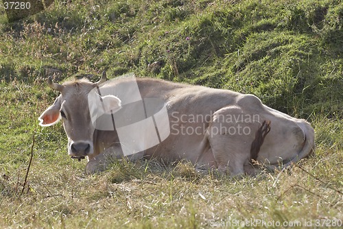 Image of Cow