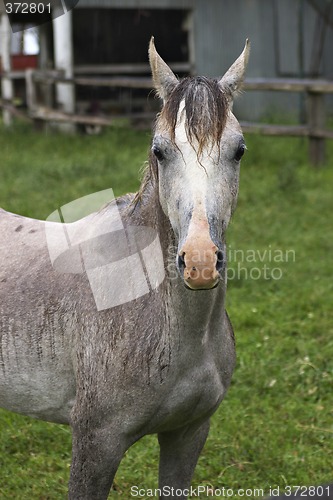 Image of wet cremello horse