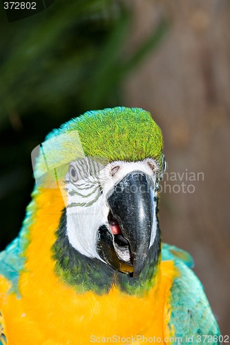 Image of macaw headshot