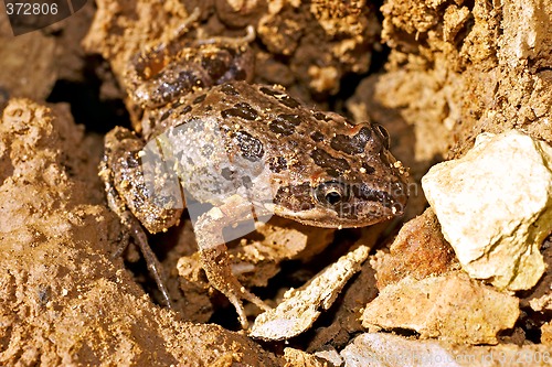Image of limno tasmaniesis