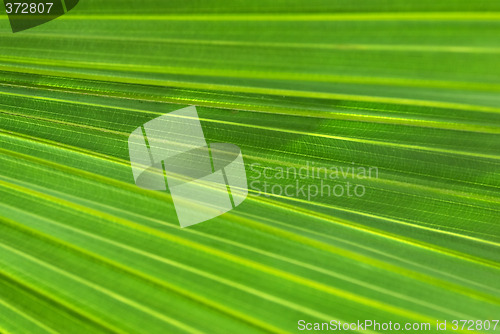 Image of palm leaf background