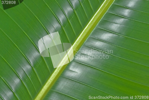 Image of palm leaf