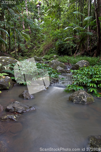 Image of rainforest stream