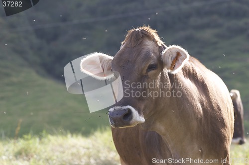 Image of Cow