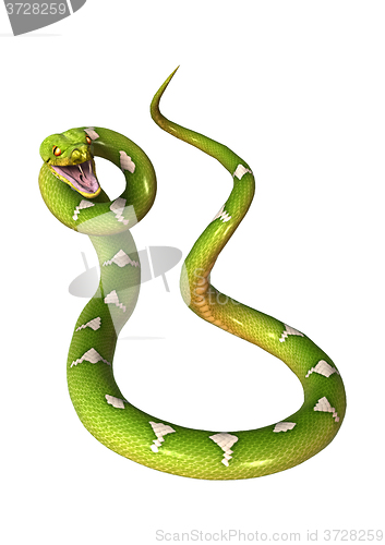 Image of Green Tree Python on White