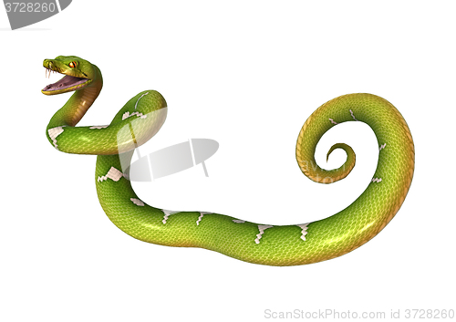 Image of Green Tree Python on White