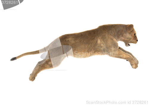 Image of Female Lion on White