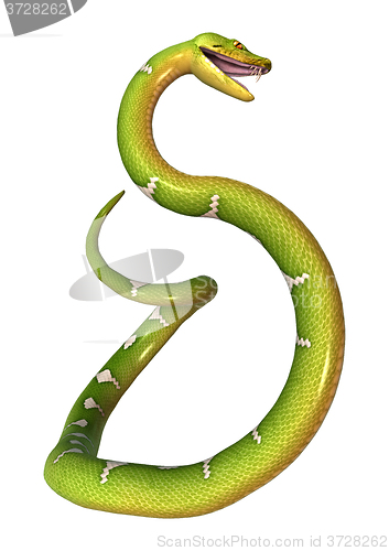 Image of Green Tree Python on White