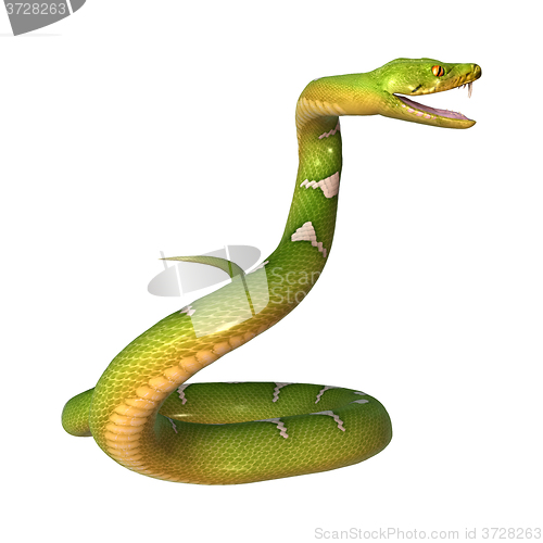 Image of Green Tree Python on White