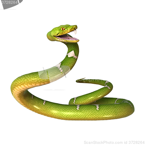 Image of Green Tree Python on White