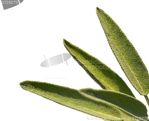 Image of Leaves sage tea