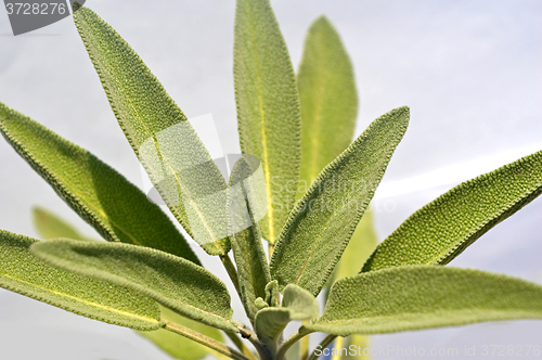 Image of Leaves sage tea