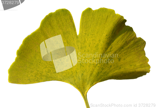 Image of Leaf Ginkgo Biloba