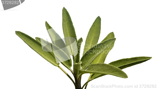 Image of Leaves sage tea