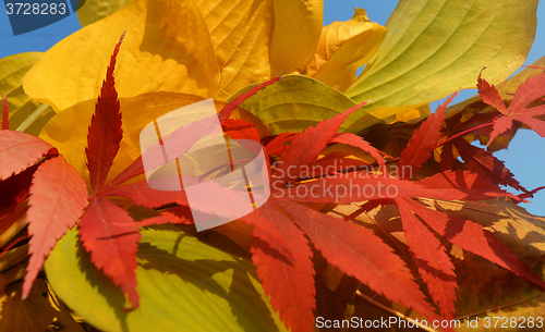 Image of Bouquet of milticolor leaves