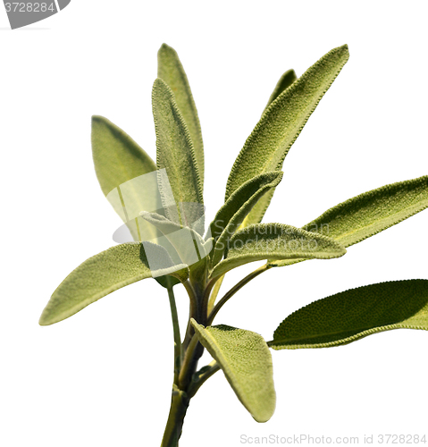 Image of Leaves sage tea