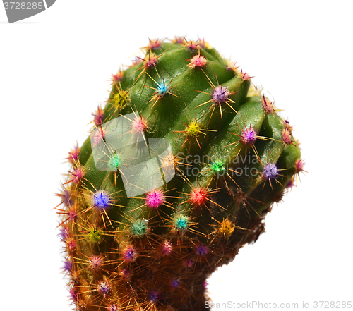 Image of Color cactus